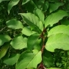 Syringa pinetorum -- Flieder